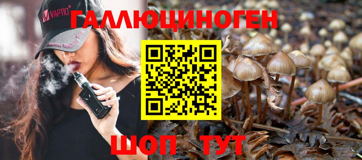 Псилоцибиновые грибы Psilocybe Санкт-Петербург